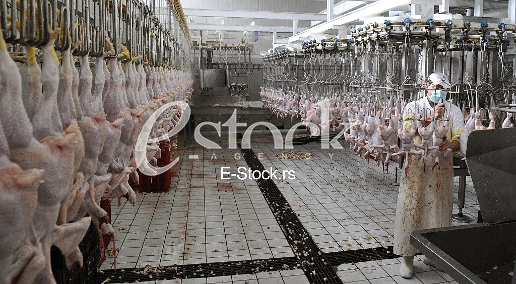 Continuous conveyor of meat of chickens