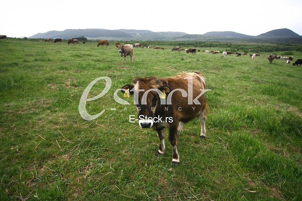 Cows grazing on a green summer meadow