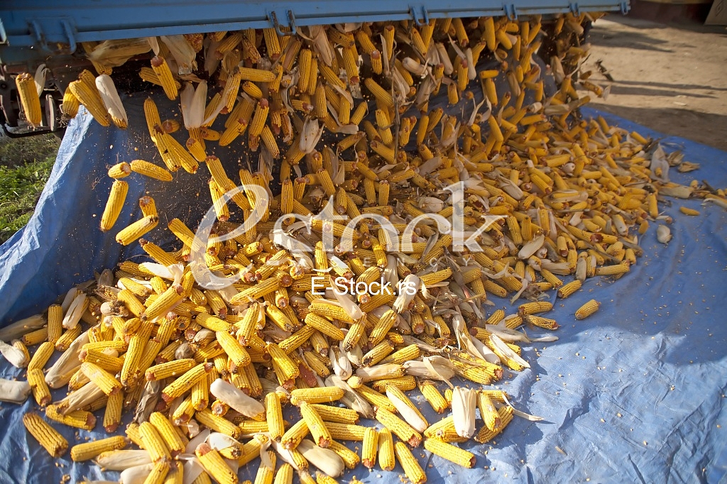 Corn factory