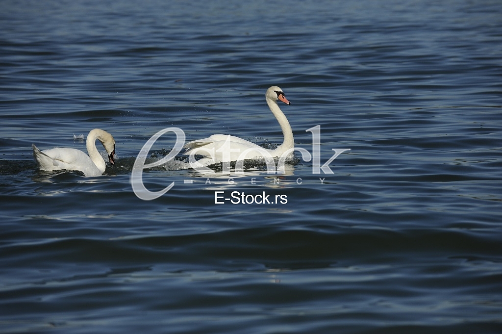 Swans on the River