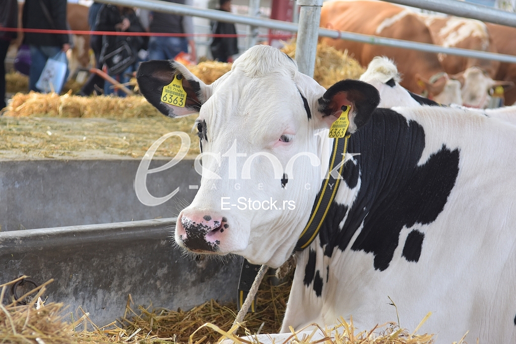 Agricultural machinery at fair