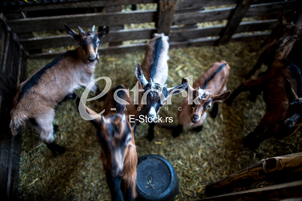 Goat farm Serbia