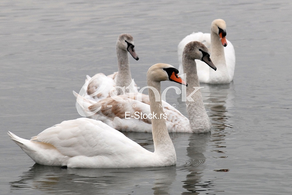 White swans