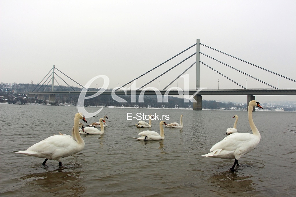 River Danube