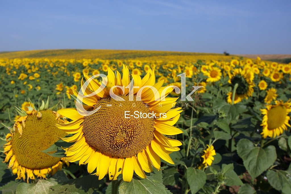 field of sunflowers and blue sun sky
