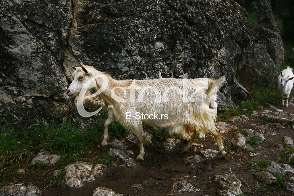 white goat out to pasture in the mountains
