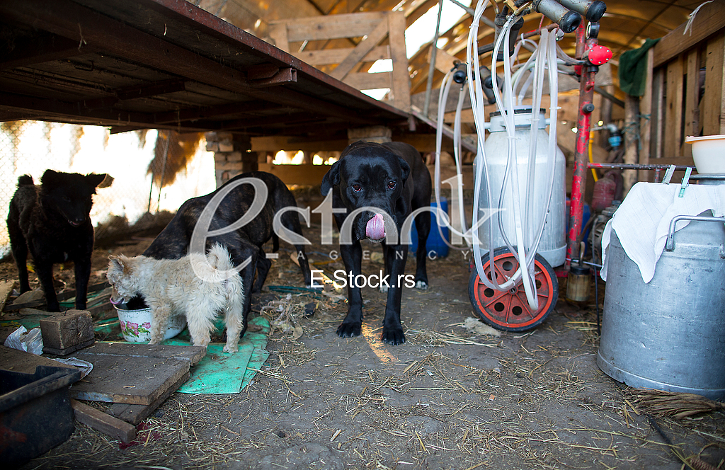 Goat farm Serbia