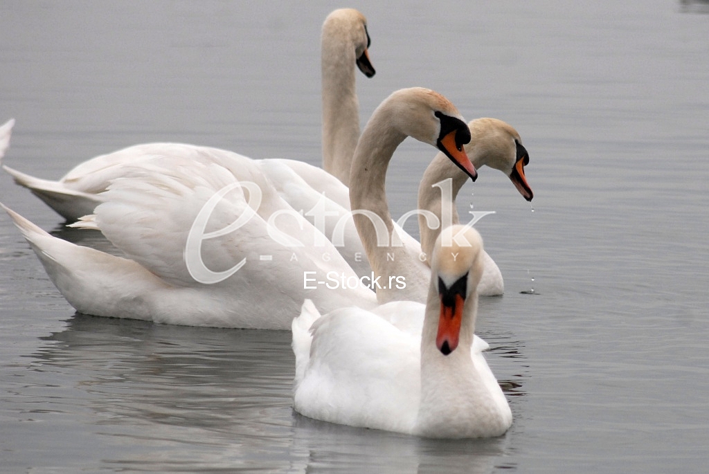 White swans