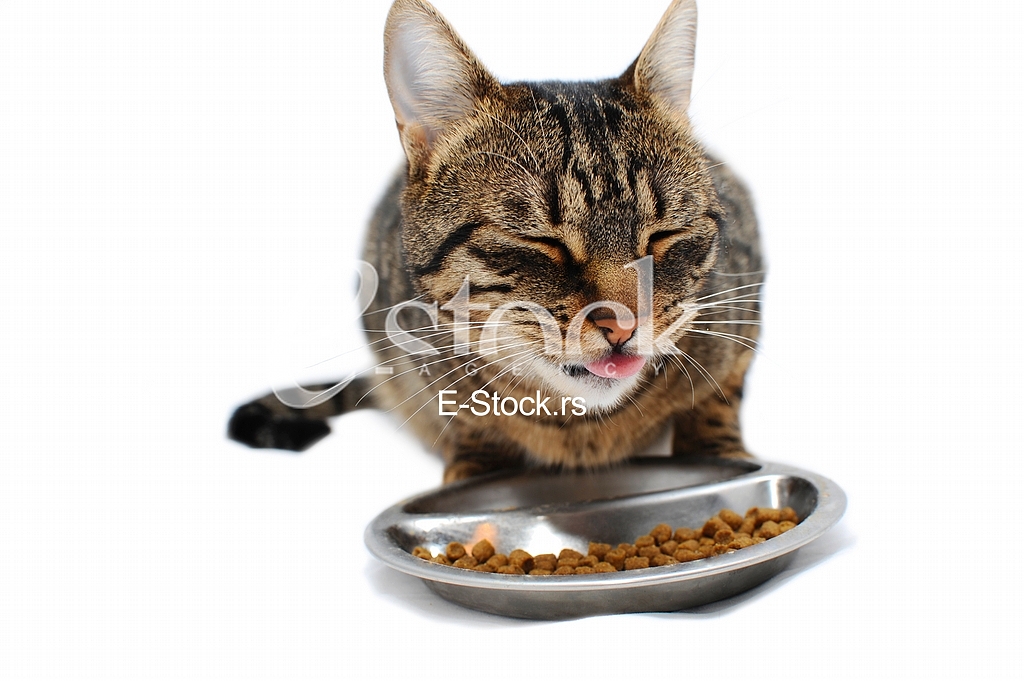 Domestic cat, animal