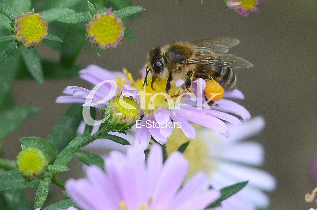 The bee