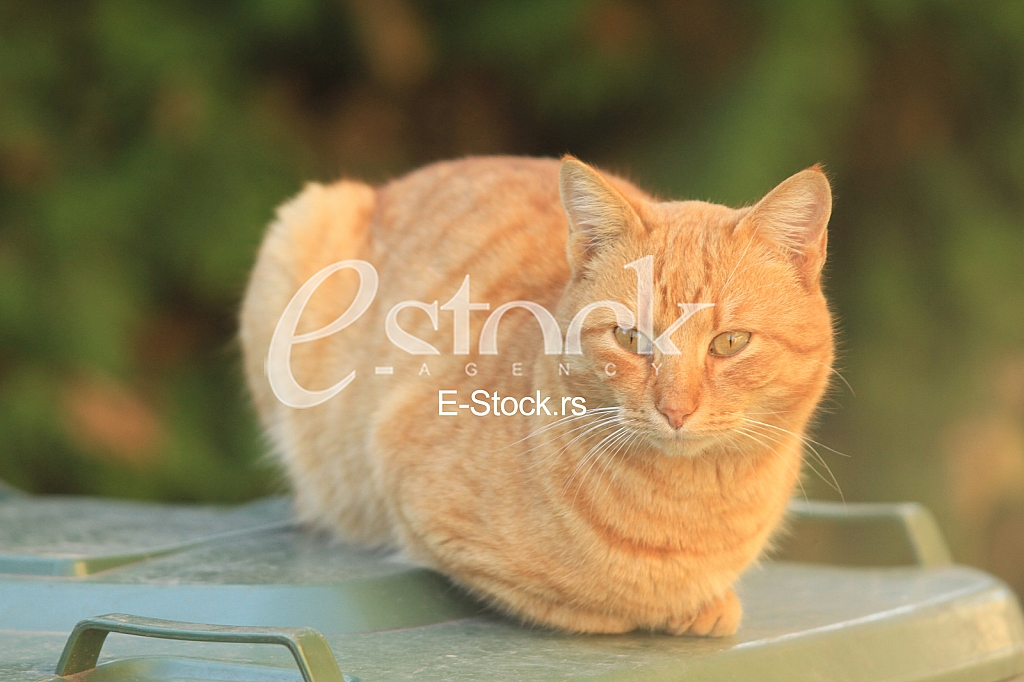 Kucni ljubimac, domaca zivotinja, macka Kucni ljubimac, domaca zivotinja, macka