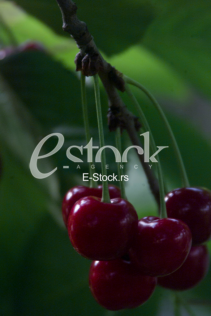 Visnja, Cherry