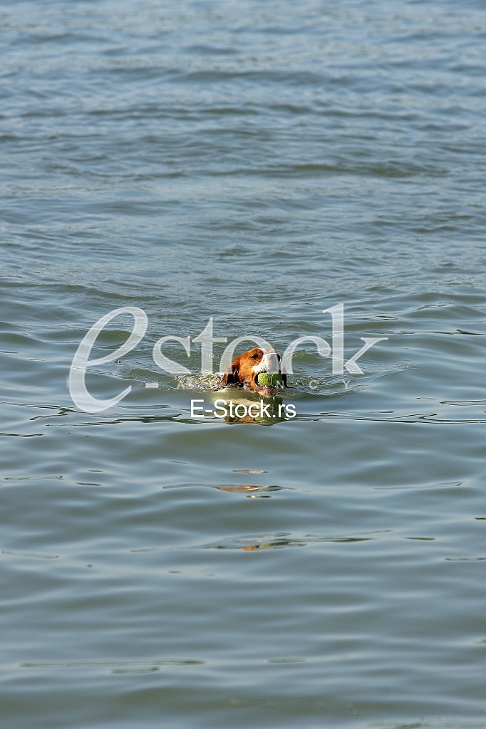 a dog swims in the water and playing with a ball in the water