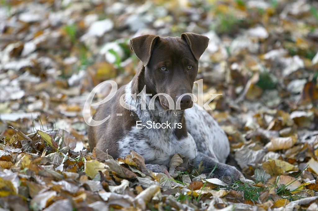 dog resting on yellow leaves