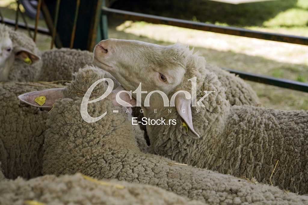 Sheep
