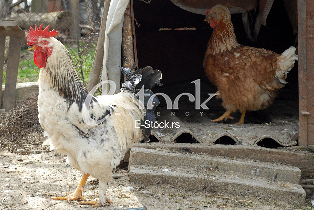 Domestic chickens