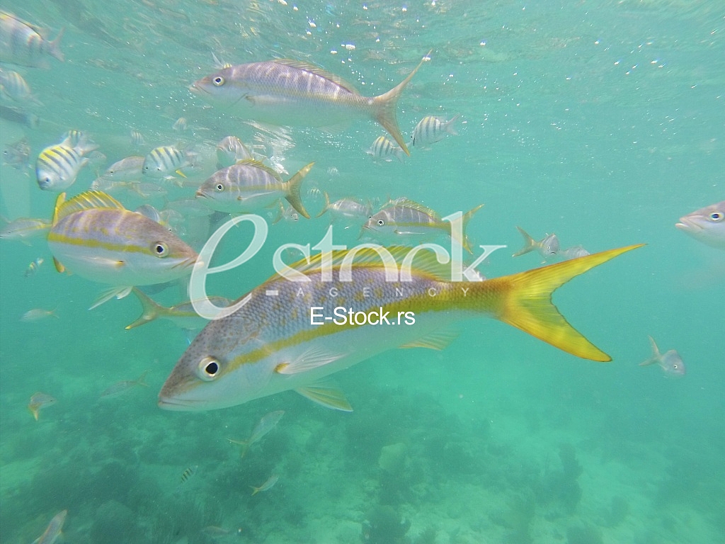 Fishes