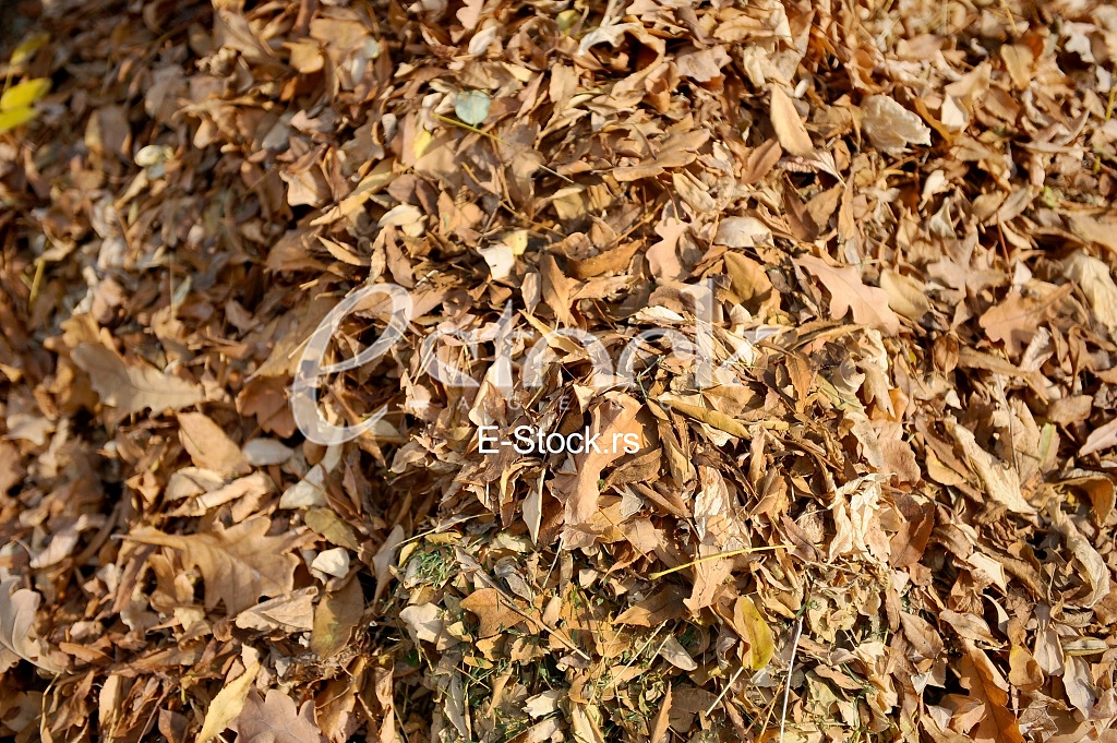 fallen autumn leaves