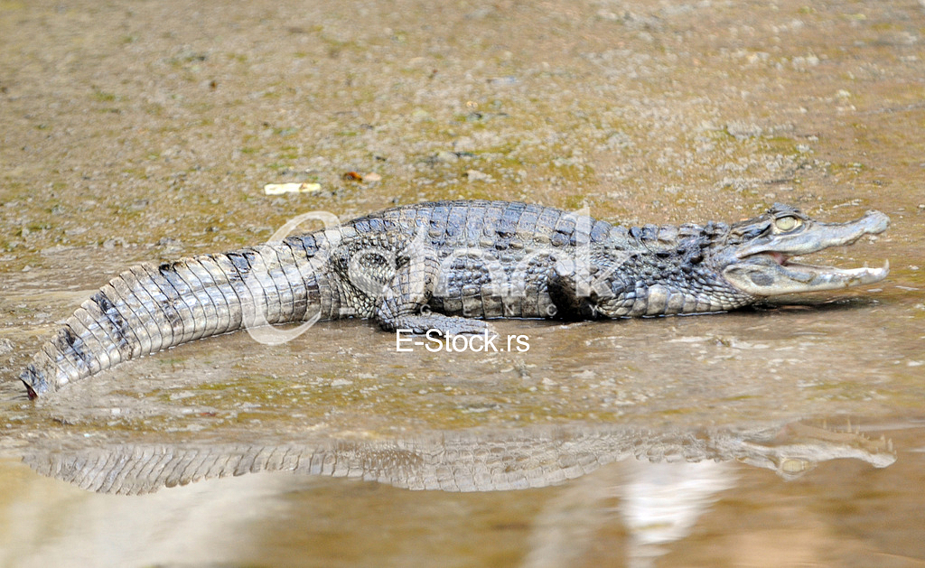 Alligator in Budva
