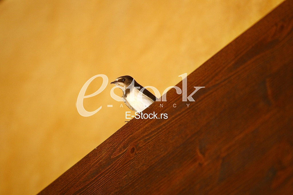 swallow on wood