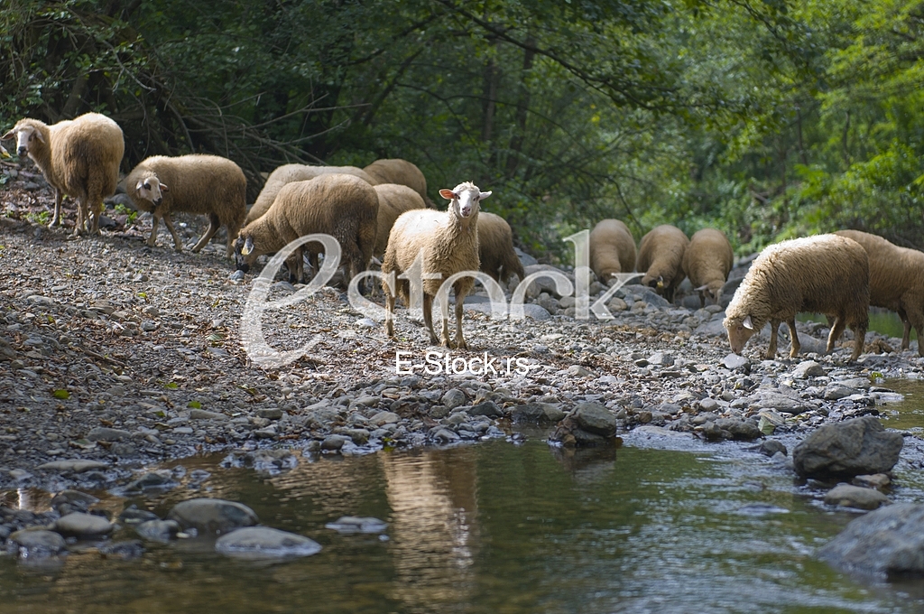 Sheep