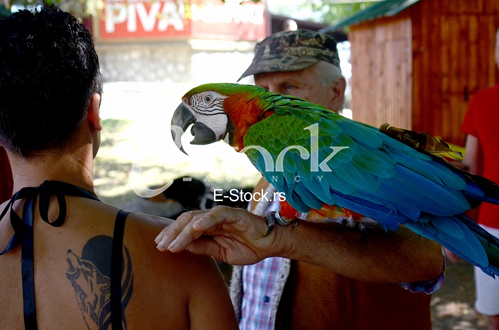 The first international festival of pets 
