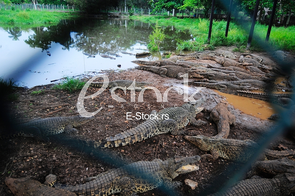 Crocodile