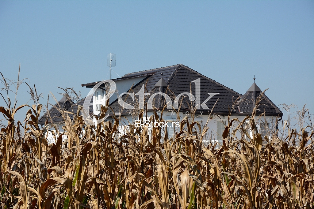 House of singer Seka Aleksic in the middle of a corn field in Stara Pazova