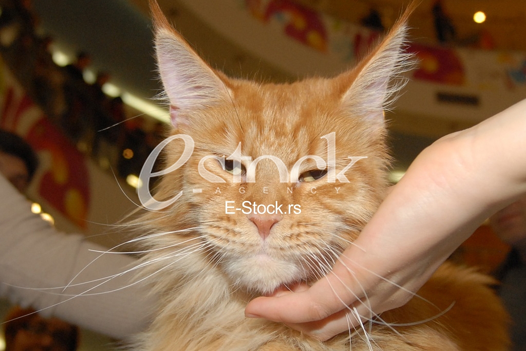 Cat show