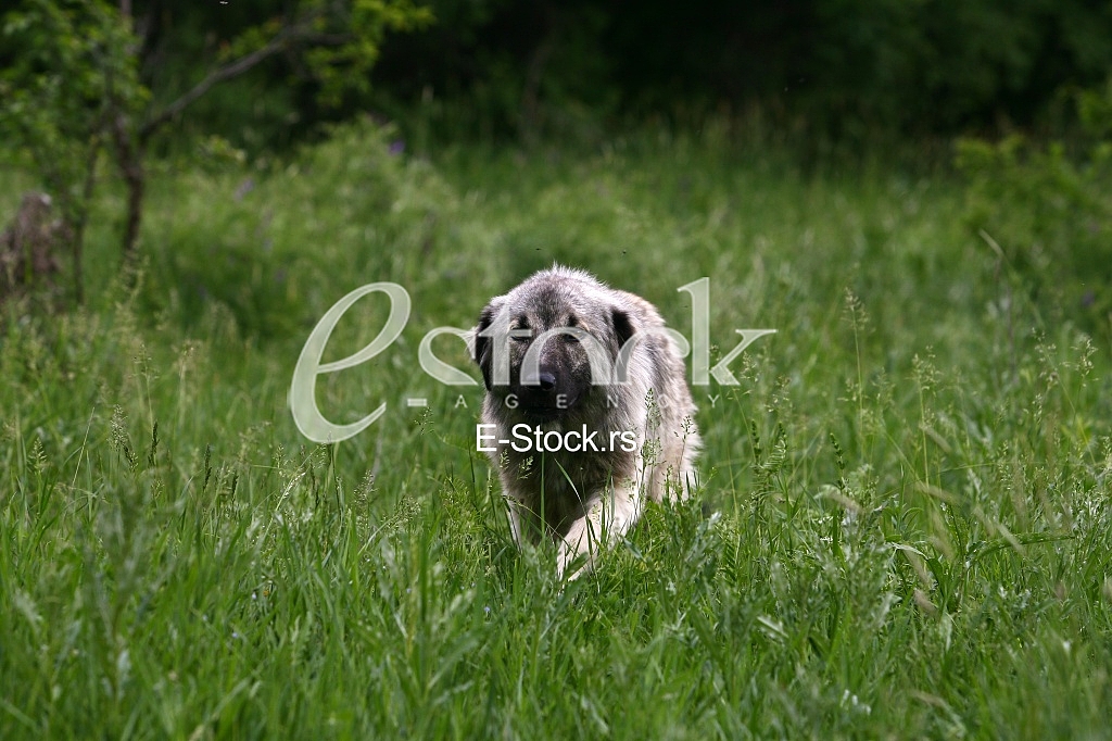 A working sheepdog dog in the green field