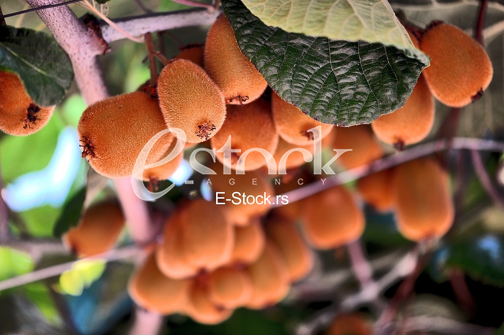 Fruits