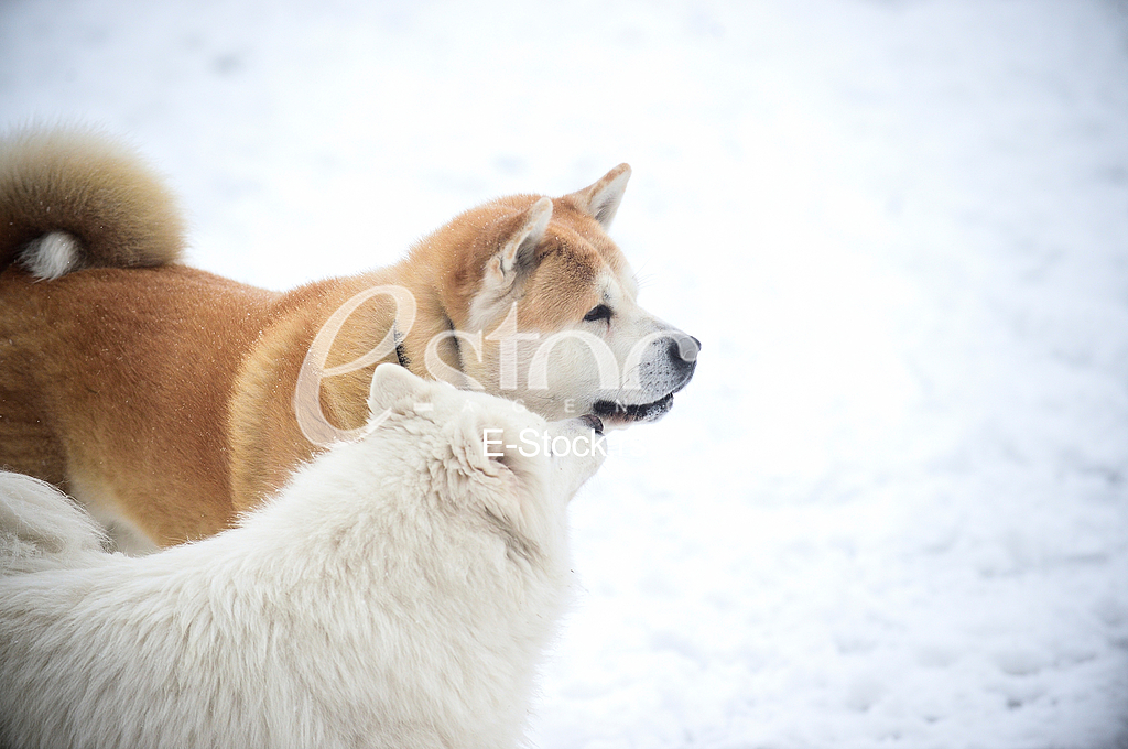 Sibirski Samojed i Akita