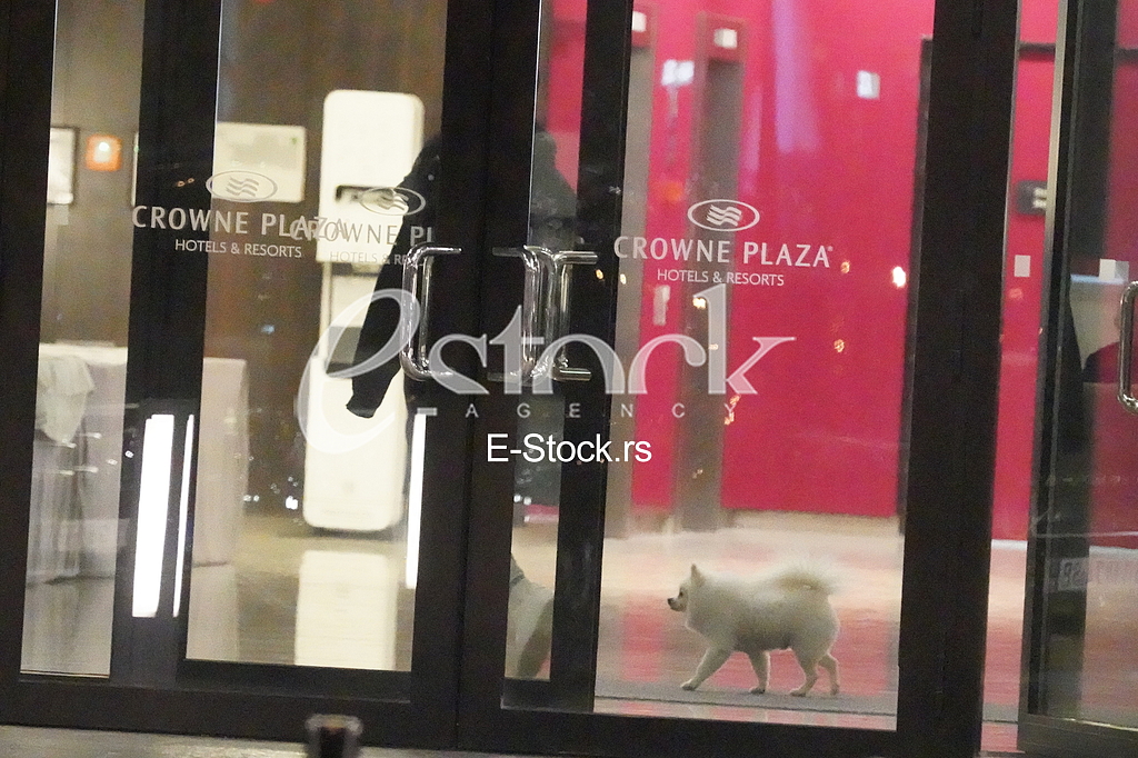 Ivana Vuleta Spanovic u setnji sa psom ispred Crown Plaza
