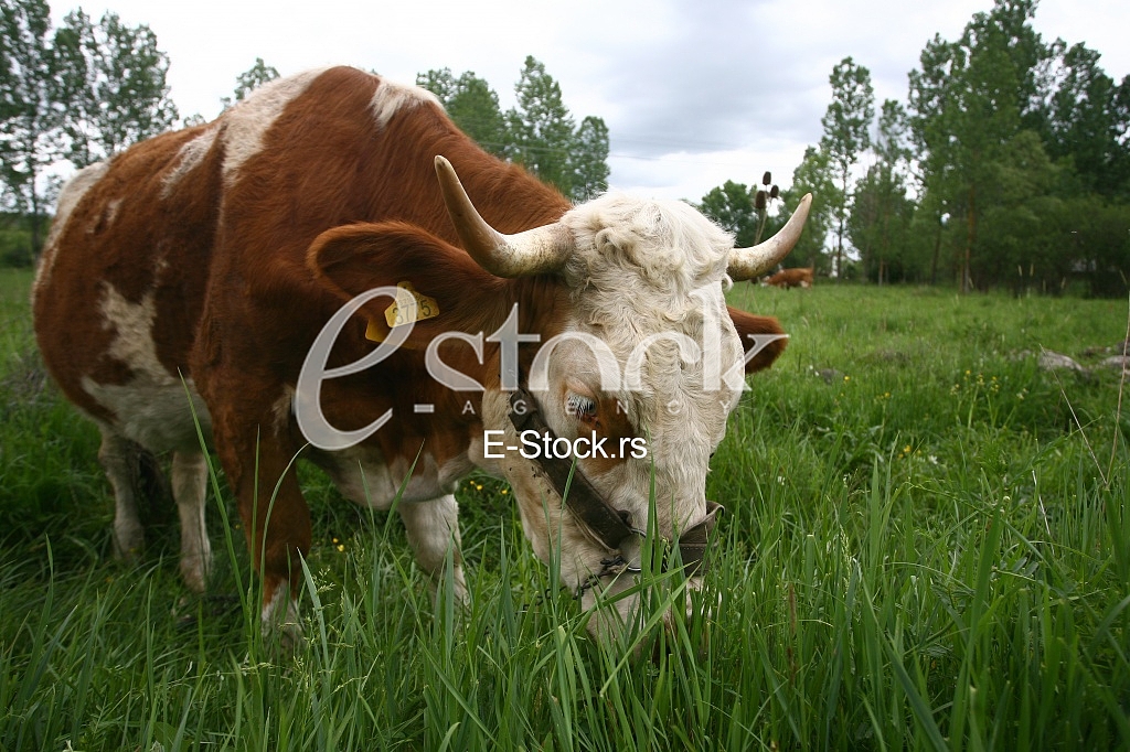 Cows grazing on a green summer meadow