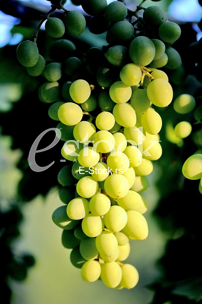 Fruits