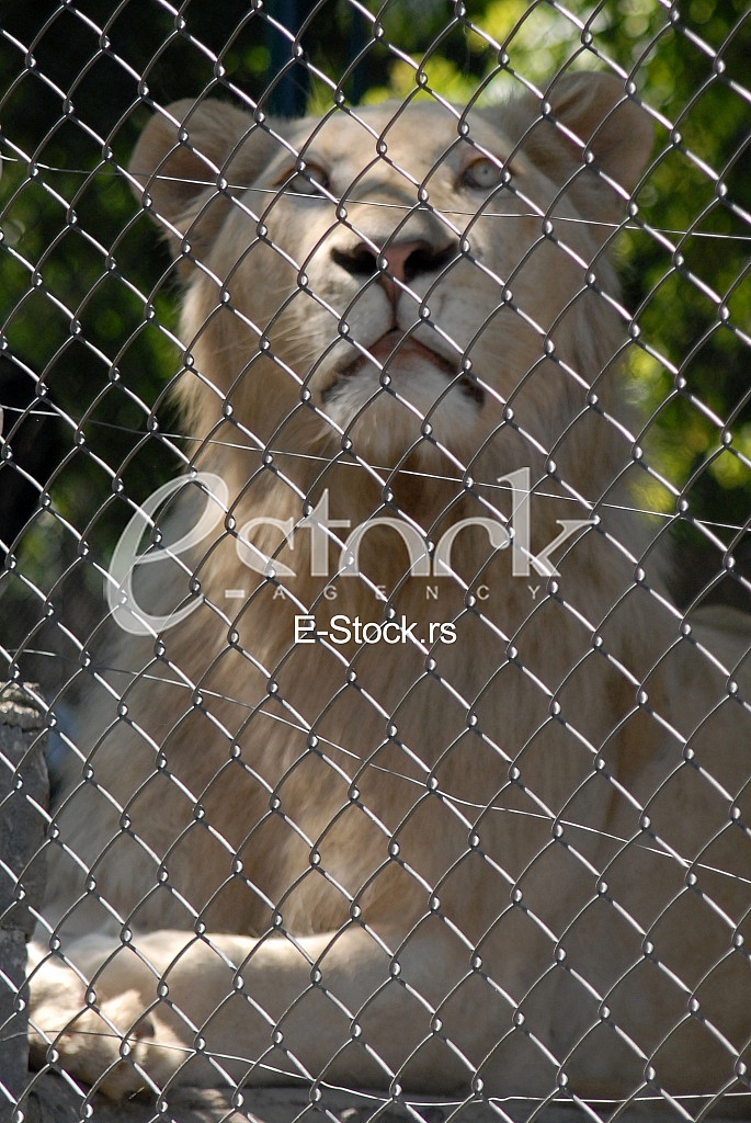 White lion White lion