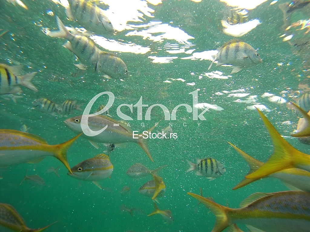 Caribbean sea
