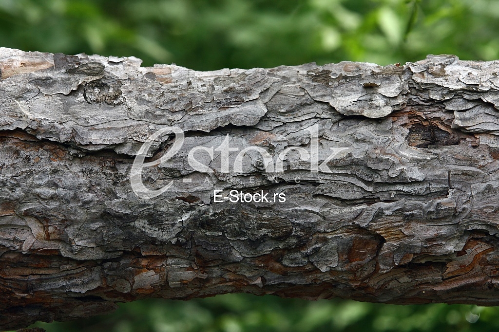 old lime tree bark seamless background pattern brown tree filling the frame
