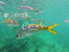 Caribbean sea