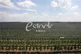 large apple orchard in summer