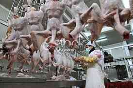 Continuous conveyor of meat of chickens
