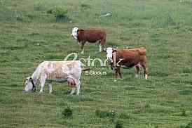 Herd of cows grazing in meadow