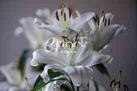 white lilies
