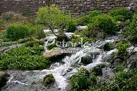 Mountain river flowing at summer forest landscape
