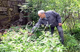Zoran Veselinovic herbalist
