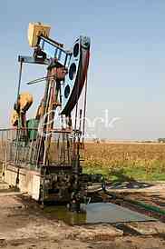 Oil