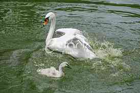 white swan with her cygnets