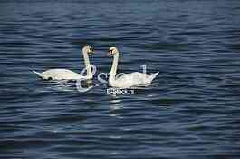 Swans on the River