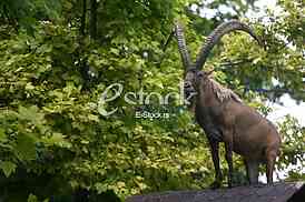 Male mountain ibex (capra ibex) in the mountains, winter coat, with remnants of snow in the background