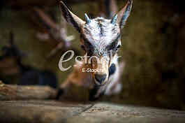 Goat farm Serbia